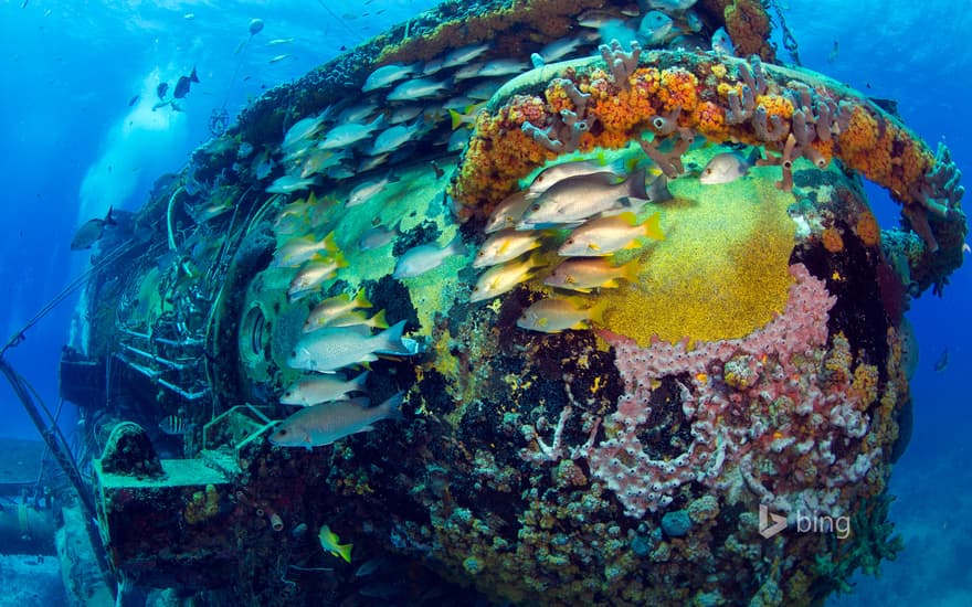 Fish swimming near the Aquarius Reef Base in the Florida Keys National Marine Sanctuary