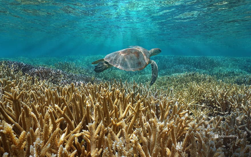 A green sea turtle swims in the Pacific Ocean near the French overseas territory of New Caledonia