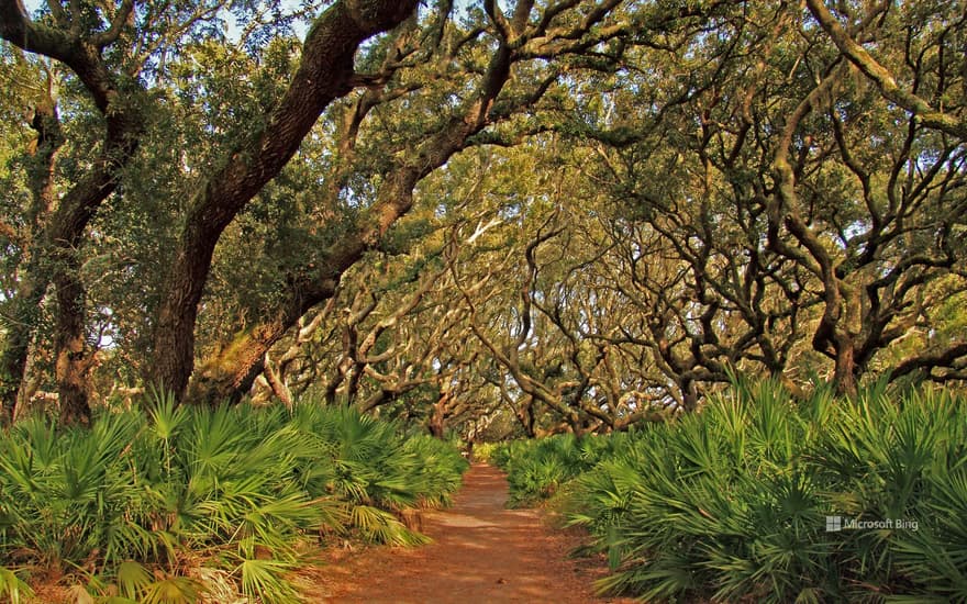 Cumberland Island National Seashore, Georgia, USA