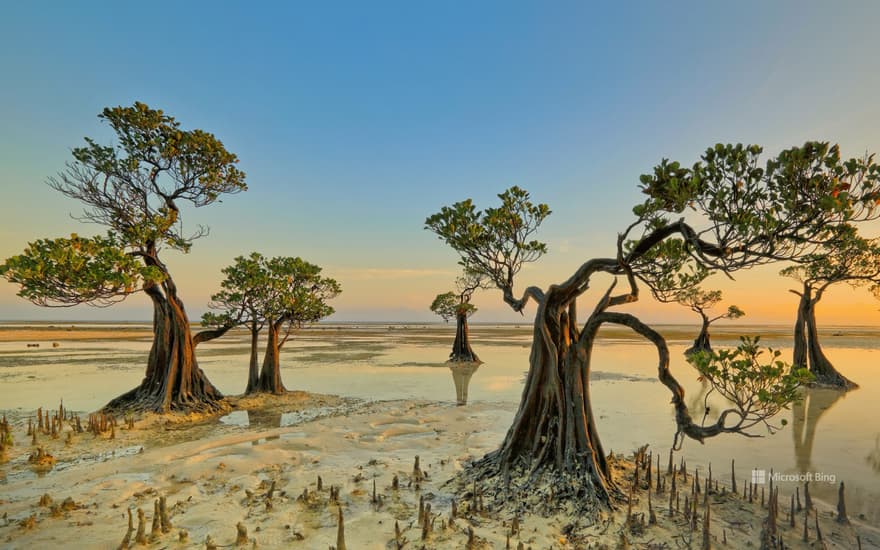 Mangrove trees, Walakiri Beach, Sumba island, Indonesia