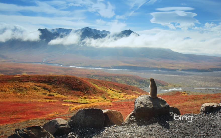 Arctic ground squirrel, Denali National Park and Preserve, Alaska