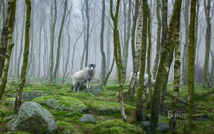 Sheep in the Peak District, Derbyshire