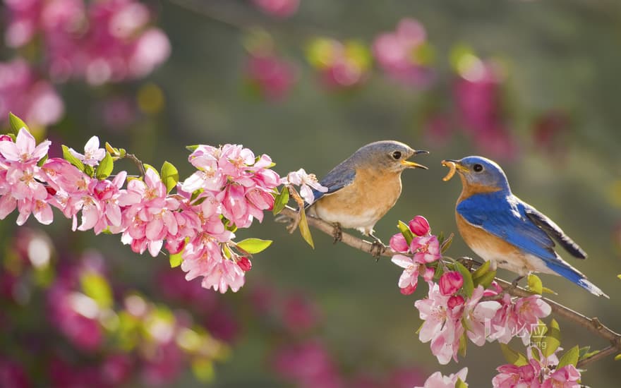 Eastern robin, male feeding female