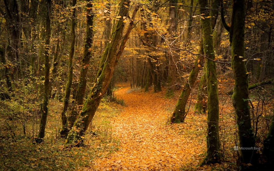 Forest in autumn