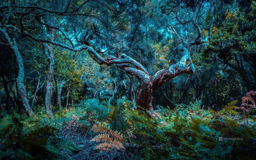 Fanal forest, Madeira island, Portugal