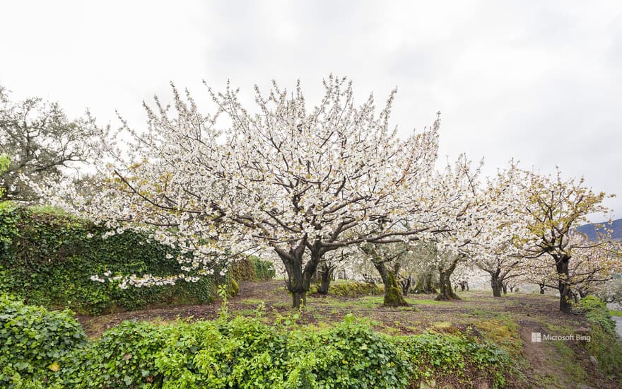 Cherry blossoms in the Jerte Valley, Cáceres, Spain