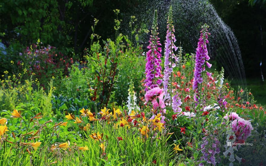 Flowers blooming in a garden, Alaska