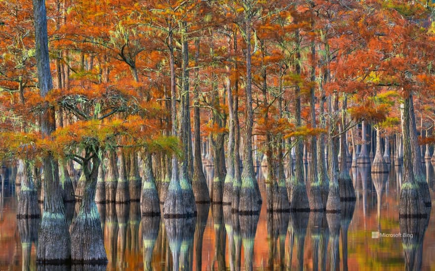 Cypress trees in autumn, Georgia, USA