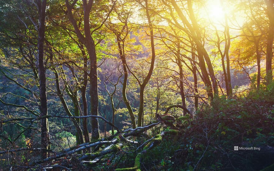 Sunset in Glenariff Forest Park, County Antrim, Ireland