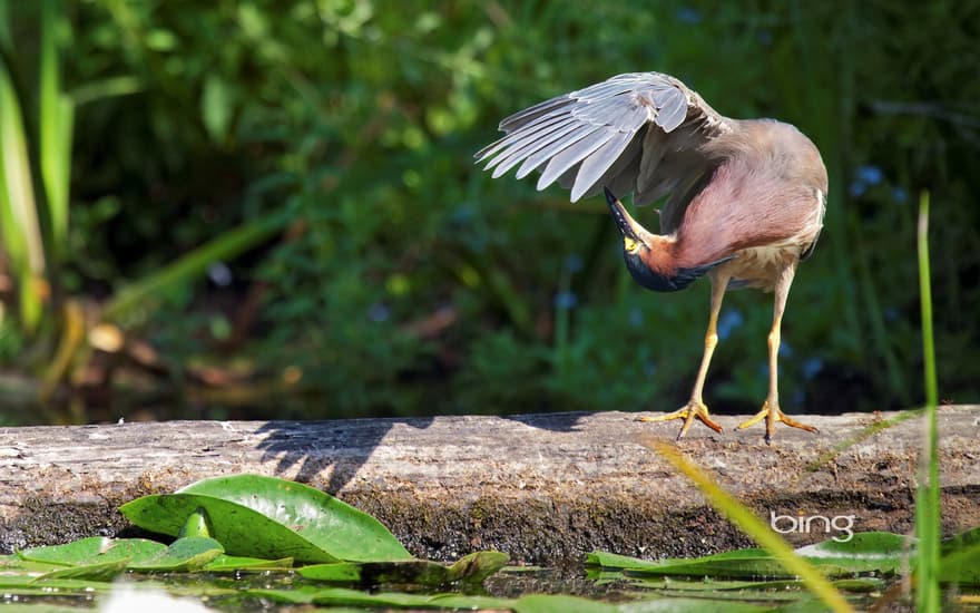 Green heron in Washington Park Arboretum in Seattle, Washington