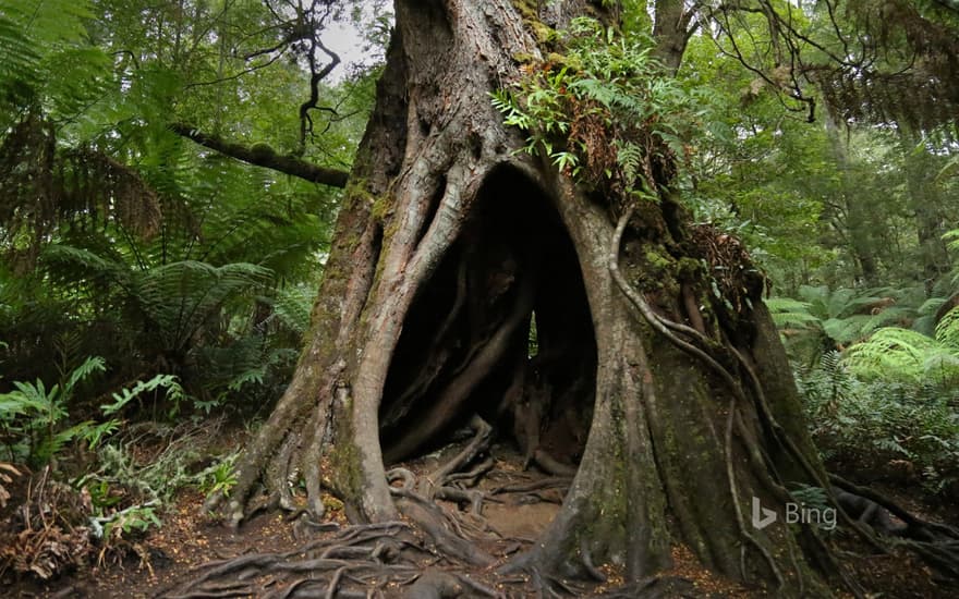 Hollow Tree on Maits Rest Rainforest Walk, Great Otway National Park, Victoria