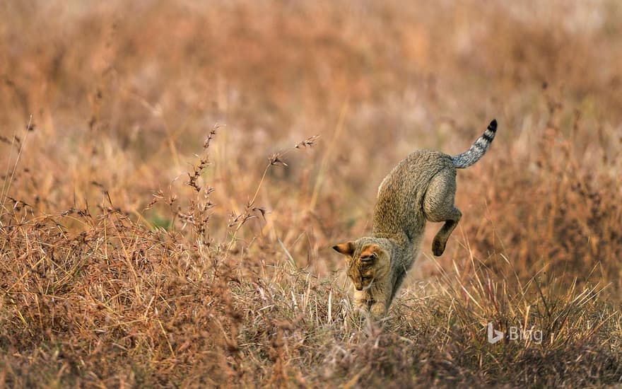 Jungle cat hunting