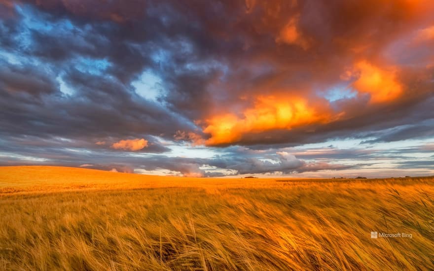 Barley field in East Lothian, Scotland