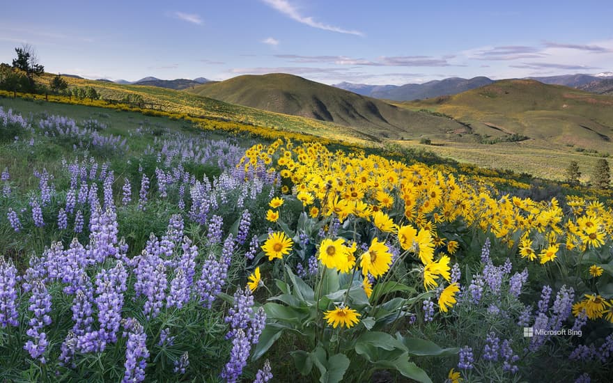 Balsamroot and lupines, Methow Valley, North Cascades, Washington, USA