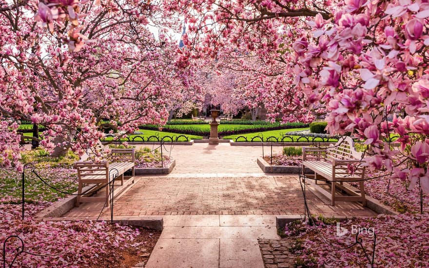 Cherry blossoms at the National Mall, Washington, DC