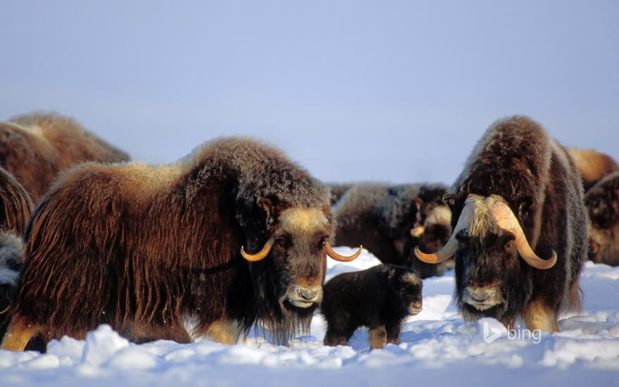 Muskox in the Brooks Range, Alaska, USA