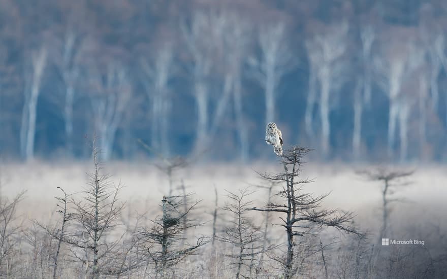 An owl perched on a branch