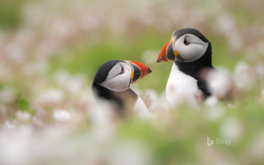 Puffins among sea campion on Skomer Island, Pembrokeshire, Wales