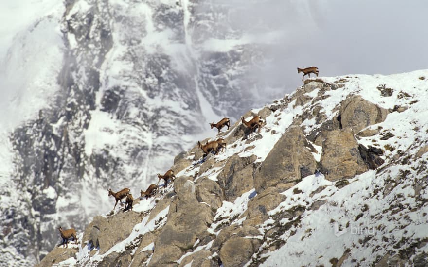 Pyrenean chamois, Pyrenees, France