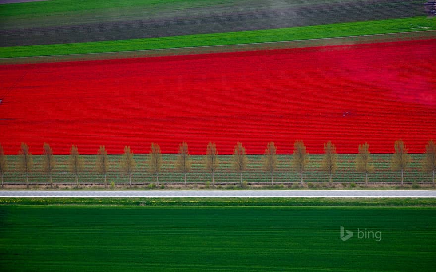 Tulip fields in Noordoostpolder, Netherlands