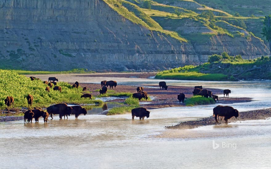 American bison on the Little Missouri River in Theodore Roosevelt National Park, North Dakota