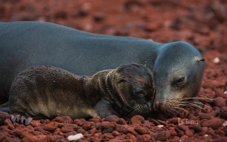 Galápagos sea lion and pup, Rábida Island, Galápagos Islands, Ecuador