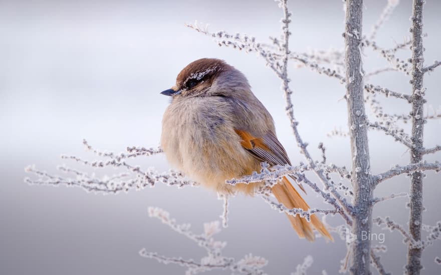 Siberian jay, Putorana Plateau, Siberia, Russia