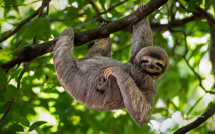 Brown-throated sloth, Manuel Antonio National Park, Costa Rica