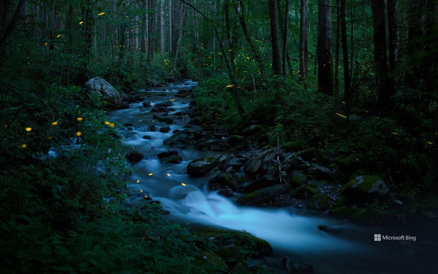 Synchronous fireflies, Great Smoky Mountains National Park, Tennessee