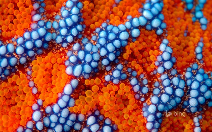 Detail of spines on the exterior of a sea star (Evasterias retifera) near Primorsky Krai, Russia