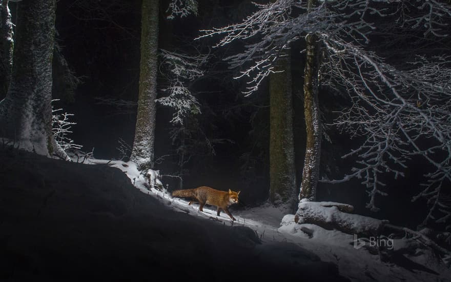 A red fox on the Swiss side of the Jura Mountain range