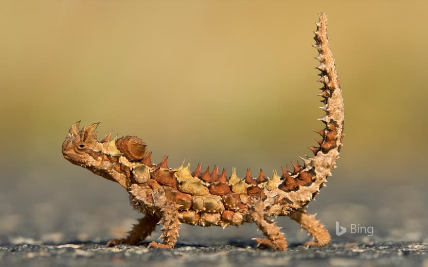 Thorny Devil (Moloch horridus) in Watarrka National Park, Northern Territory