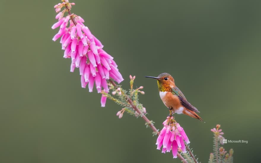 Allen's hummingbird, Santa Cruz, California