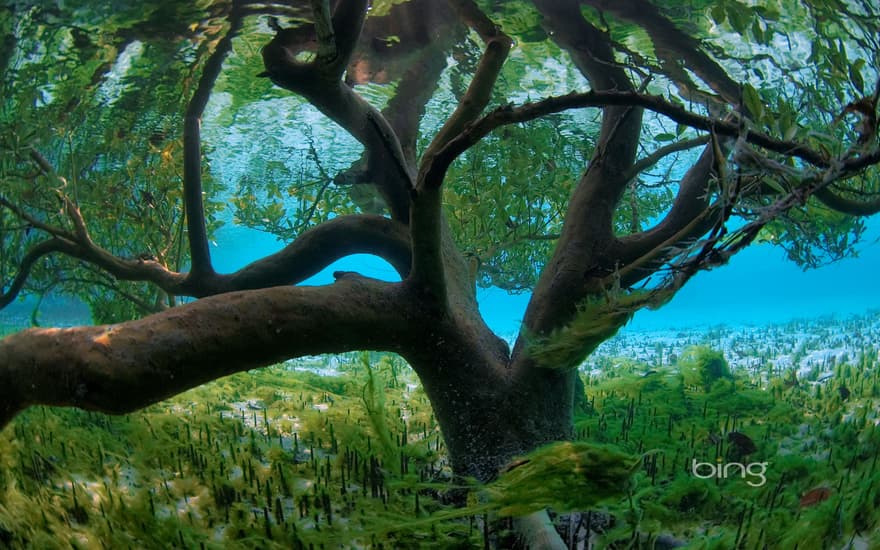 Mangrove seen from underwater, Aldabra, Seychelles