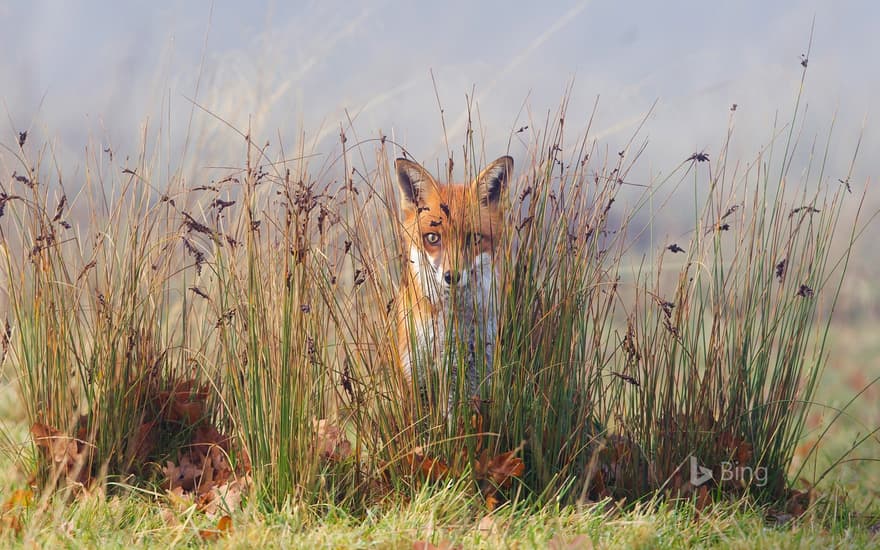 A fox in the grass