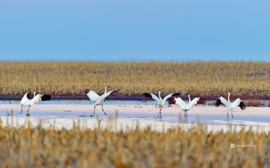 Whooping cranes, South Dakota, USA