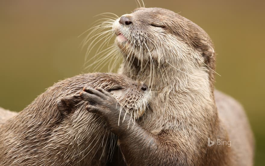 Little otter cuddling