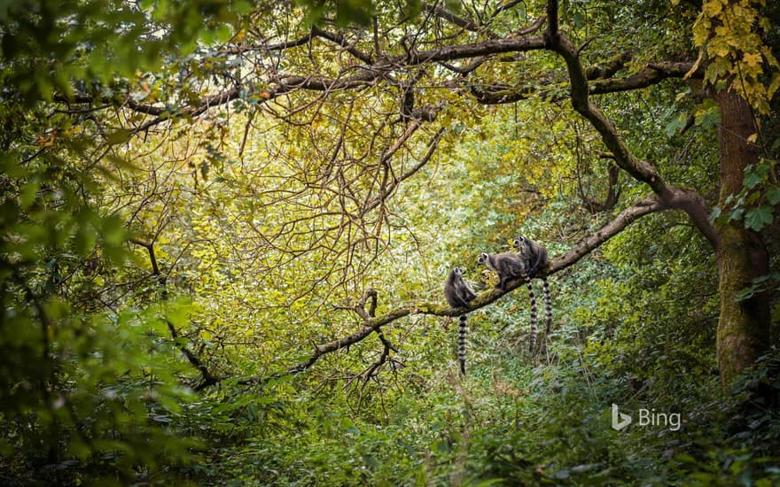 Ring-tailed lemurs in Madagascar