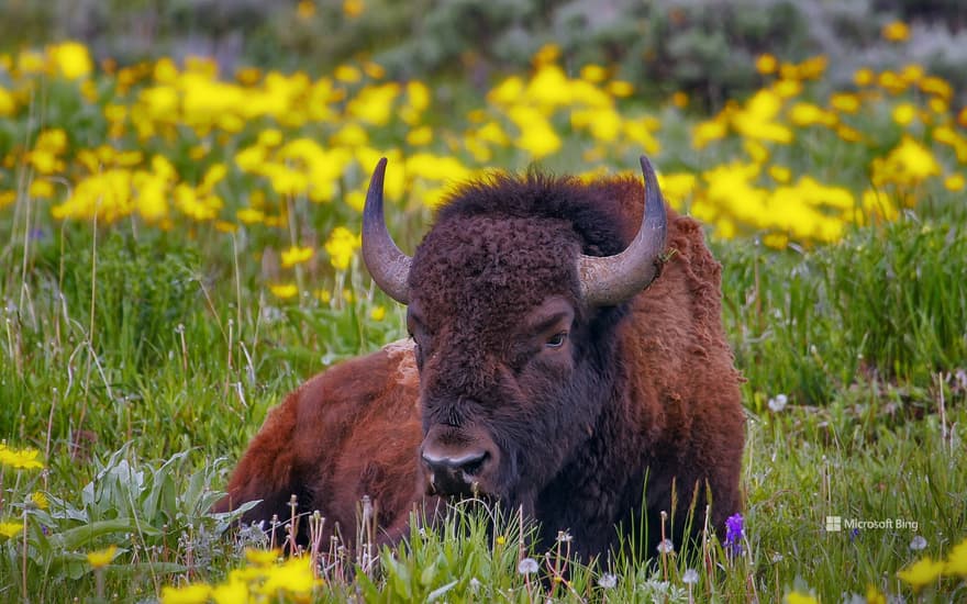 Male American bison in Yellowstone National Park, Wyoming