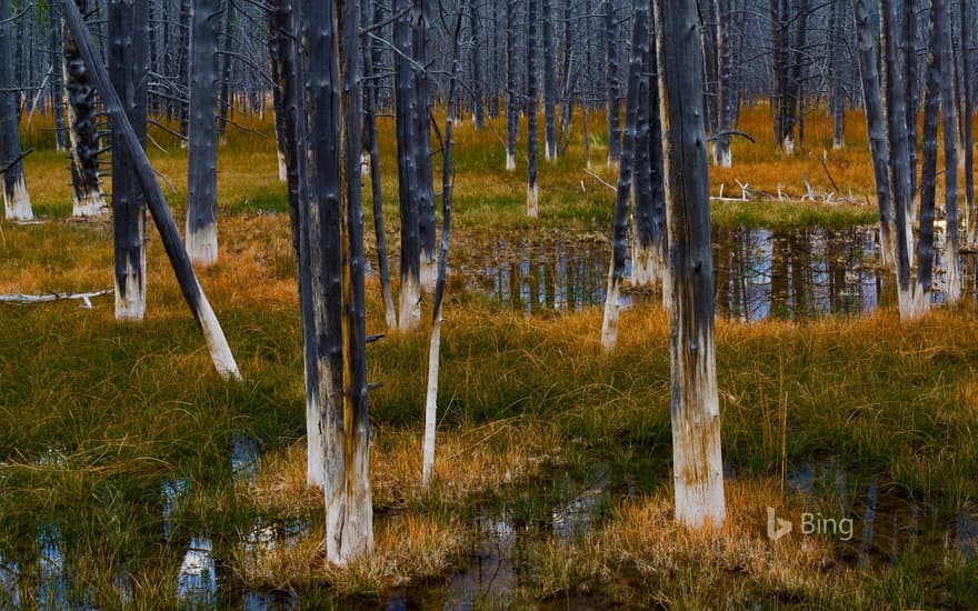 Aftermath of a forest fire in Yellowstone National Park, Wyoming